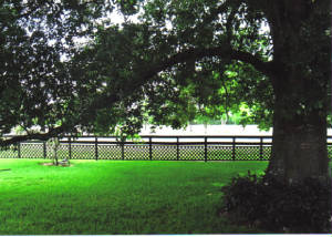 backyard-partial-view-w-bird.jpg