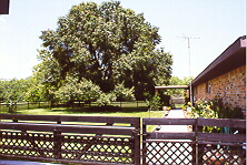 Backyard Fenced Separate - Oak &  Walkway